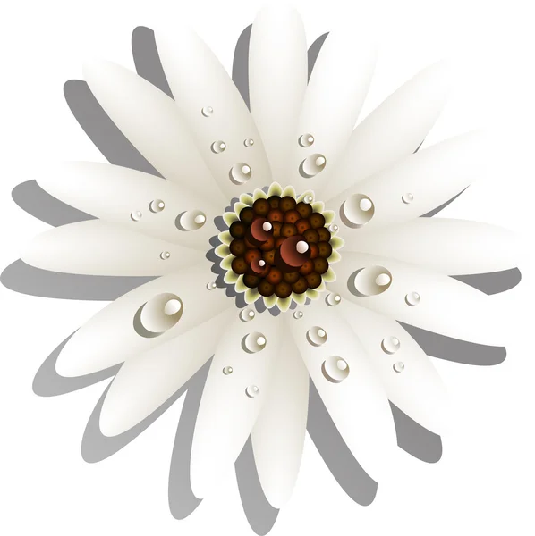 Mooie witte Gerber Daisy — Stockvector