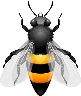 Honey Bee clipart