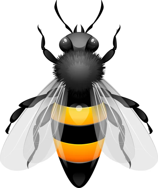 Honingbij — Stockvector
