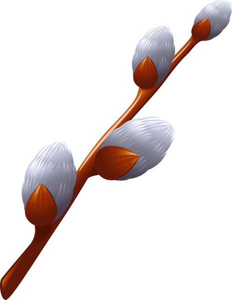 Pussy Willow (catkin) over white