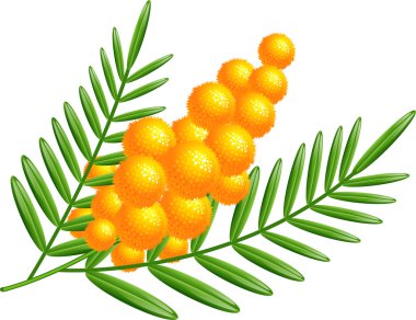 Branch of mimosa clipart