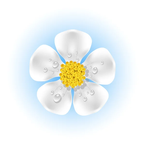 Vit blomma med daggdroppar — Stock vektor