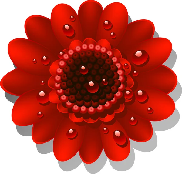Красивий червоний Гербер ромашки — стоковий вектор