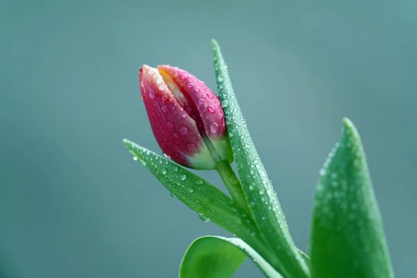Tulpe mit Wassertropfen — Stockfoto