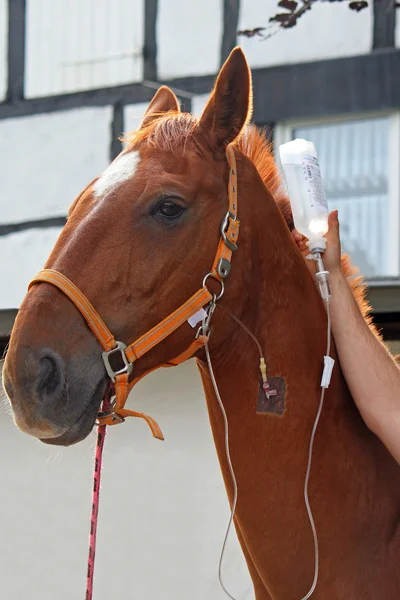 Pferd mit infusion — Stockfoto