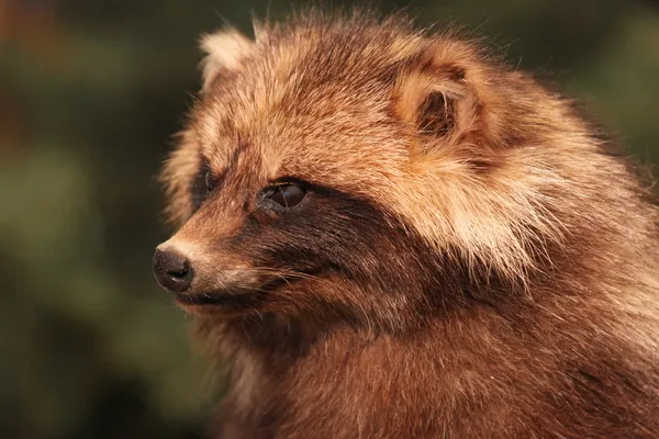 Brown Raccoon — Stock Photo, Image