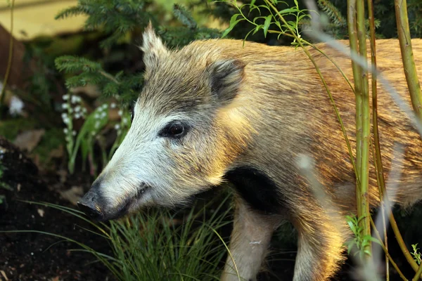 Wilde zwijnen — Stockfoto