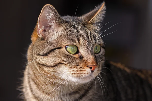 Mixed-breed cat — Stock Photo, Image
