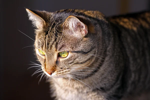 Mixed-breed cat — Stock Photo, Image