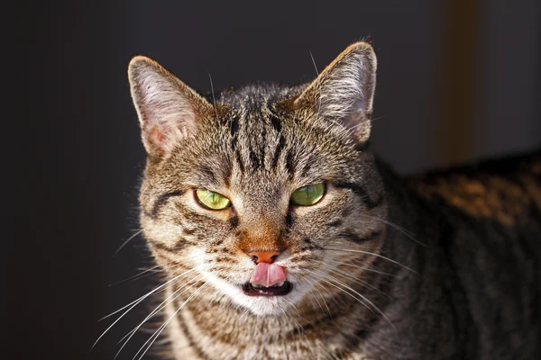 stock image Mixed-breed cat