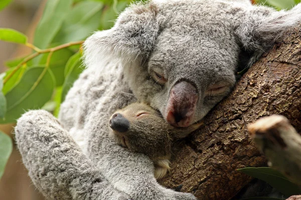 Koala with Baby Stock Photo