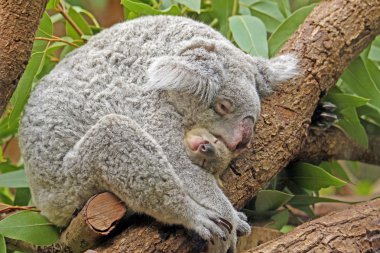 Koala with Baby clipart