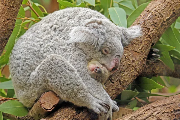 Koala met baby — Stockfoto