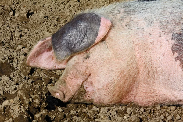 Грязная свинья — стоковое фото