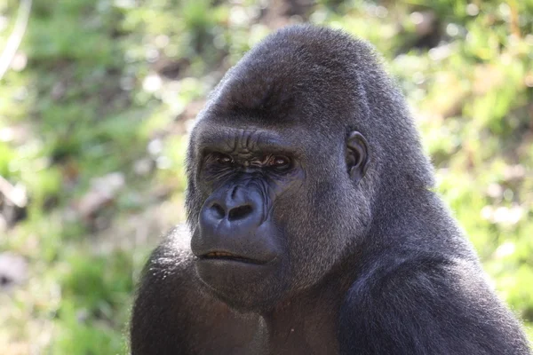 Gorila das planícies ocidentais africanas — Fotografia de Stock