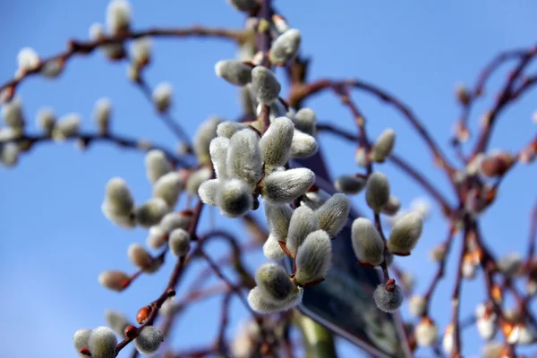 stock image Pussy willows