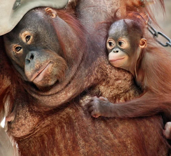 Orang utan matki — Zdjęcie stockowe