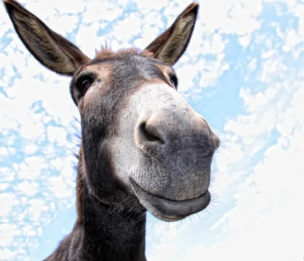 Funny Donkey Stock Photo