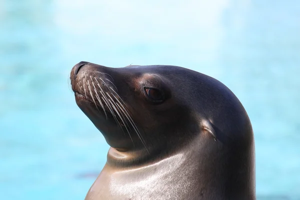 stock image Harbor seal