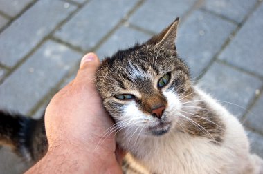 Şirin kedi.