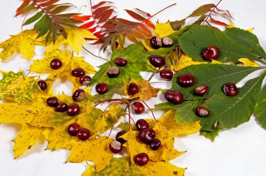 herfst bladeren en kastanjes