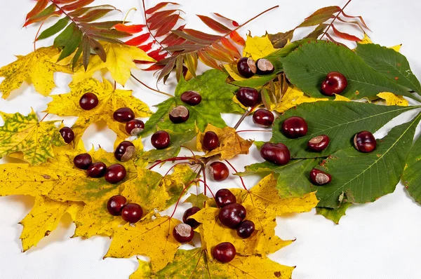 stock image Autumn leaves and chestnuts