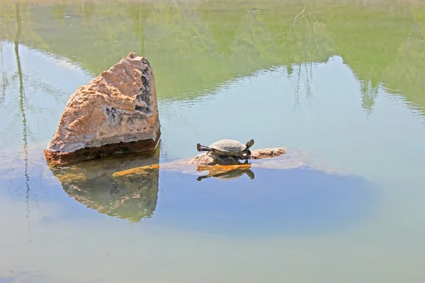 Żółw na kamieniu — Zdjęcie stockowe
