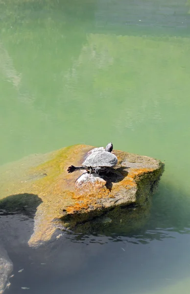 Turtle in vreemde pose op een steen — Stockfoto