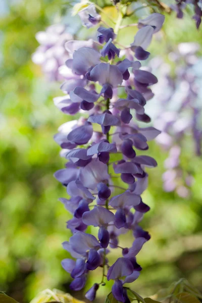 stock image Purple acacia