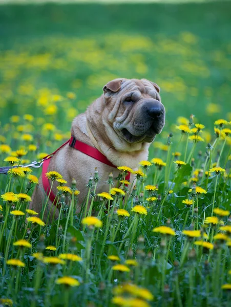 Pies sharpei z żółte kwiaty — Zdjęcie stockowe