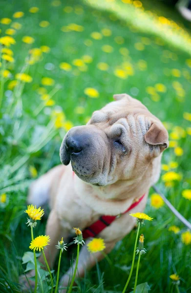Sharpei perro con flores amarillas — Foto de Stock