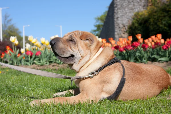 Sharpei dog — Stock Photo, Image