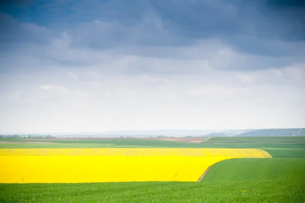 Colza de campo amarelo — Fotografia de Stock