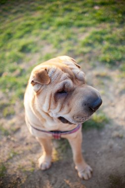 sharpei köpek