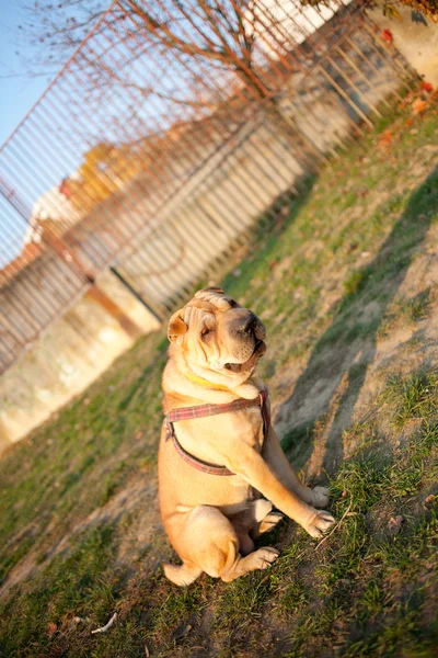 Sharpei dog — Stock Photo, Image