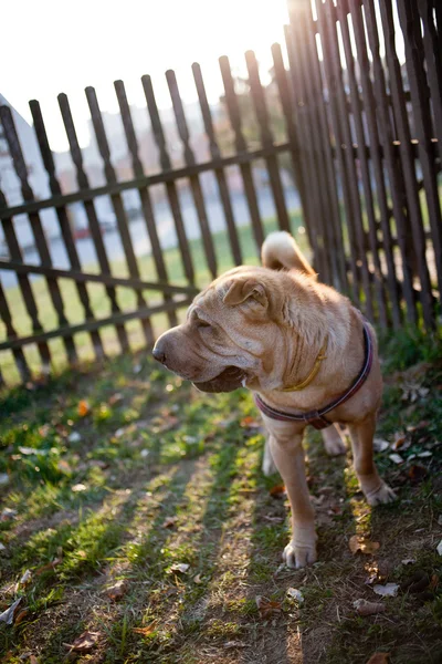Sharpei dog — Stock Photo, Image