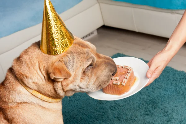 Perro de cumpleaños — Foto de Stock