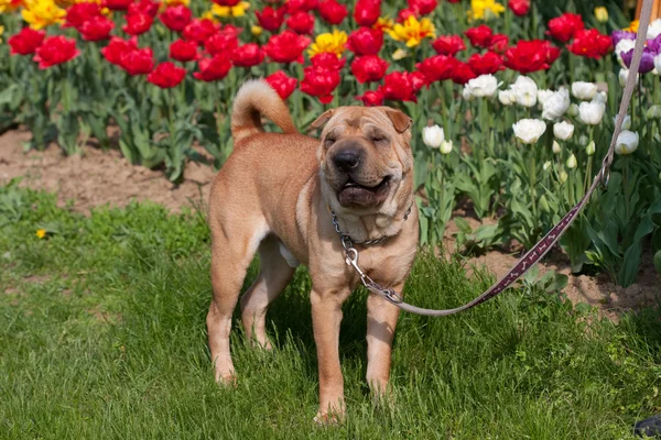 stock image Sharpei dog