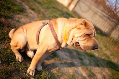 sharpei köpek