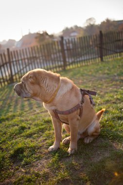 sharpei köpek