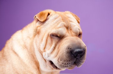 sharpei köpek