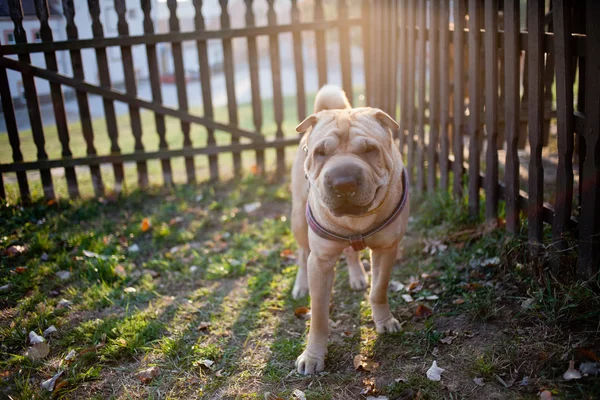 stock image Sharpei dog