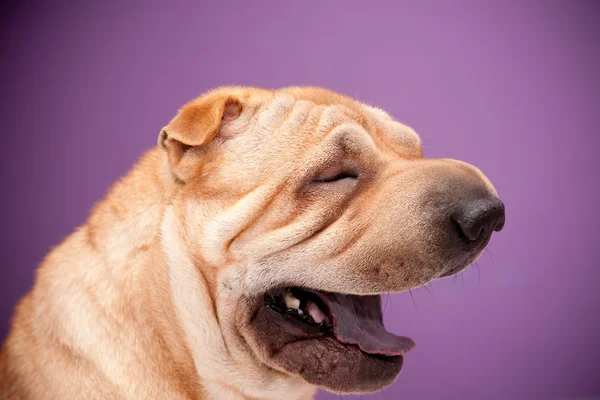 Sharpei köpek — Stok fotoğraf