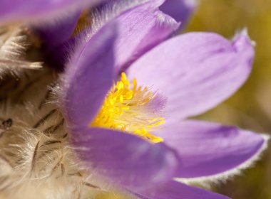 Pulsatilla