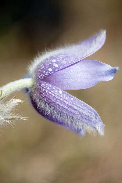 stock image Pulsatilla