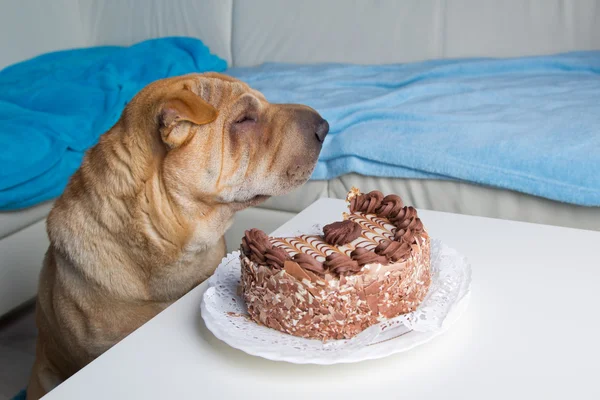 Vlčáky pes s dortem — Stock fotografie