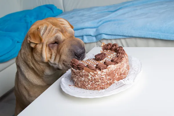 Sharpei hund med tårta Royaltyfria Stockfoton