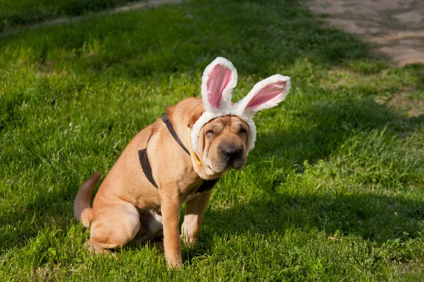 stock image Easter dog