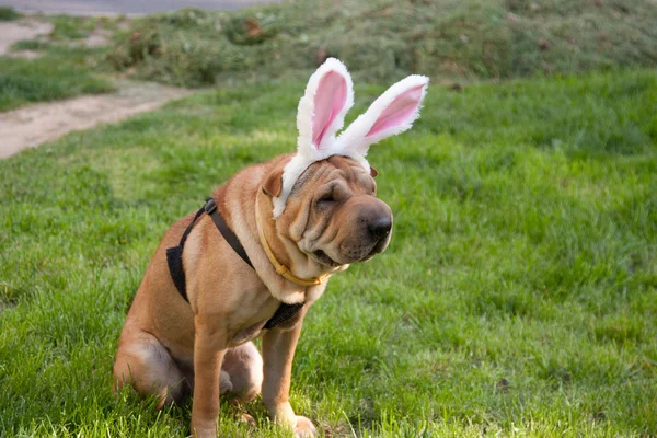 stock image Easter dog