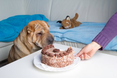 sharpei köpek ile pasta